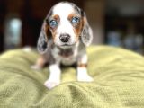 MAVİ GÖZLÜ BÖUE MERLE EN ÖZELİNDEN DACSHUND