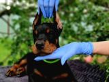 siyah inciler king boy doberman yavrular
