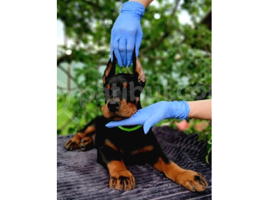 siyah inciler king boy doberman yavrular