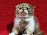 Muhteşem scottish fold bebekler