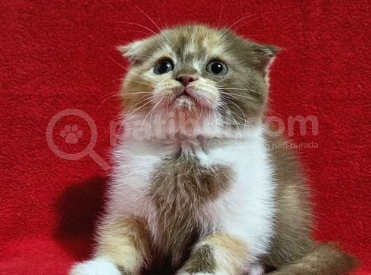Muhteşem Scottish Fold Bebekler