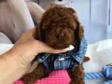 Oyuncak Gibi Güzellikte Toy Poodle Yavru