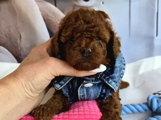 Oyuncak Gibi Güzellikte Toy Poodle Yavru görsel