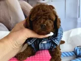 oyuncak gibi güzellikte Toy poodle yavru