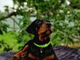 Siyah Inciler King Boy Doberman Yavrular