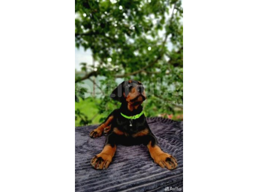 Siyah Inciler King Boy Doberman Yavrular görsel