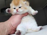 World Cat Federasyon Golden Babi̇es