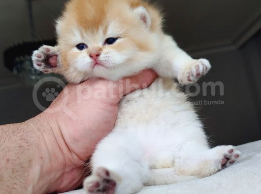 World Cat Federasyon Golden Babi̇es görsel