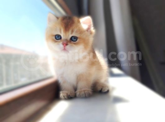 World Cat Federasyon Golden Babi̇es görsel