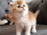 WORLD CAT FEDERASYON GOLDEN BABİES