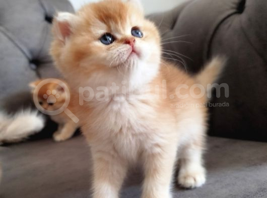 World Cat Federasyon Golden Babi̇es