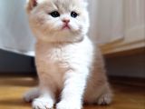 World Cat Federasyon Golden Babi̇es