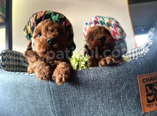 Teacup Poodle Bebeklerimiz görsel