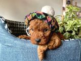 Teacup Poodle Bebeklerimiz