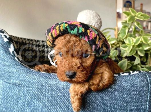 Teacup Poodle Bebeklerimiz görsel