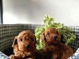 Teacup Poodle Bebeklerimiz