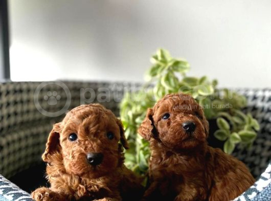 Teacup Poodle Bebeklerimiz görsel