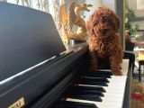 Teacup poodle bebeklerimiz