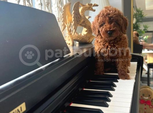 Teacup Poodle Bebeklerimiz