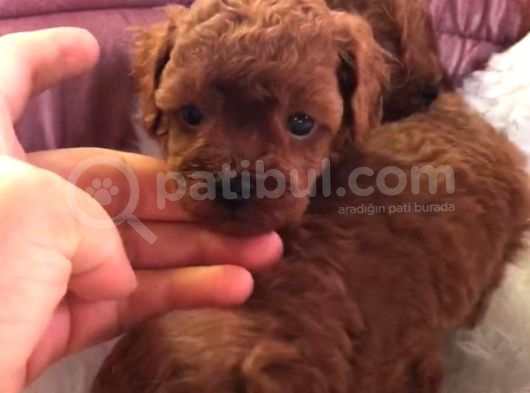 Teacup Poodle Bebeklerimiz görsel