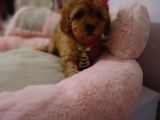 Teacup Poodle Bebeklerimiz