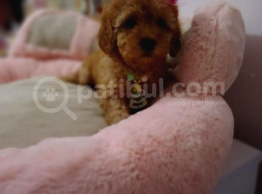Teacup Poodle Bebeklerimiz görsel