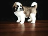 Bethowen  St Bernard Yavrular