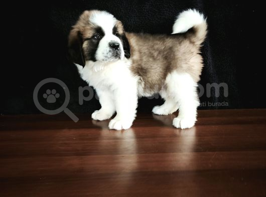 Bethowen  St Bernard Yavrular görsel