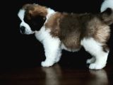 Bethowen  St Bernard Yavrular