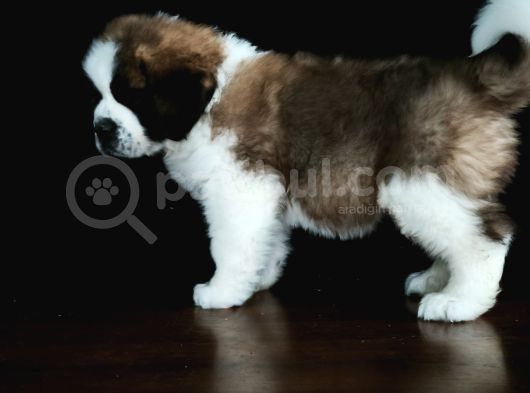Bethowen  St Bernard Yavrular görsel
