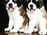 BETHOWEN  ST BERNARD YAVRULAR