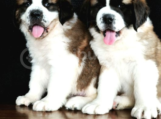 Bethowen  St Bernard Yavrular