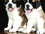 BETHOWEN  ST BERNARD YAVRULAR