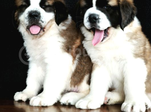Bethowen  St Bernard Yavrular