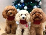 Kore Kan Toy Poodle