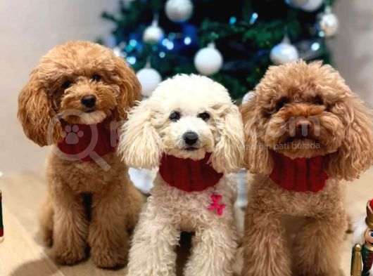Kore Kan Toy Poodle görsel