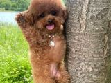 Kore kan toy poodle