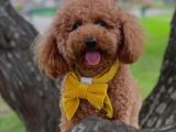Kore Kan Toy Poodle