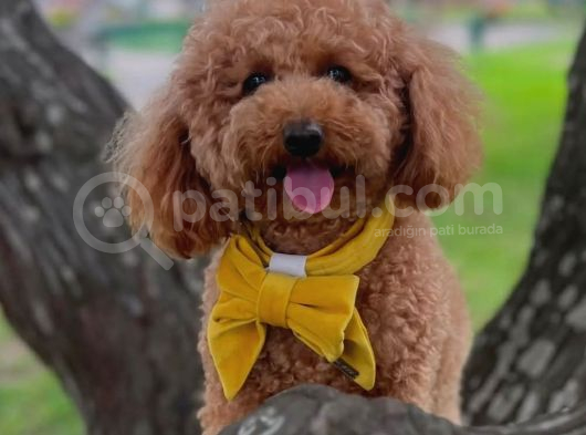 Kore Kan Toy Poodle görsel