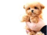 En Mini Maltipoo