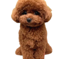 Tüy Dökmez Koku Yapmaz Toy Poodle