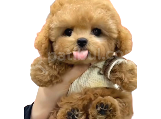 Tüy Dökmez Koku Yapmaz Toy Poodle