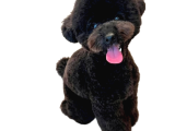 Tüy Dökmez Koku Yapmaz Toy Poodle