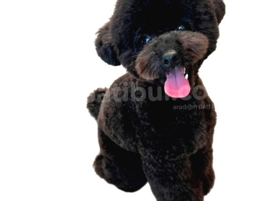 Tüy Dökmez Koku Yapmaz Toy Poodle görsel