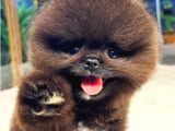 Ayi Surat Kore Kan Orjinal Pomeranian Boo