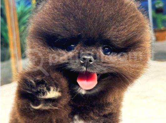 Ayi Surat Kore Kan Orjinal Pomeranian Boo görsel