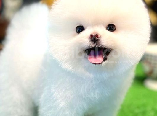 Ayi Surat Kore Kan Orjinal Pomeranian Boo