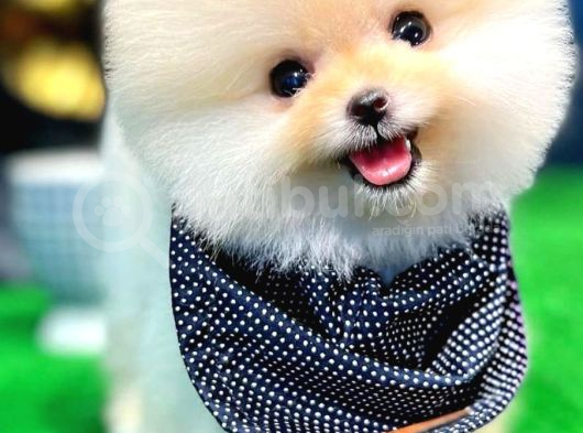 Ayi Surat Kore Kan Orjinal Pomeranian Boo görsel