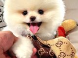Ayi Surat Kore Kan Orjinal Pomeranian Boo