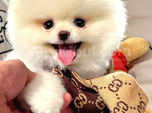 Ayi Surat Kore Kan Orjinal Pomeranian Boo görsel